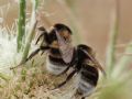 Bombus ruderatus sardiniensis